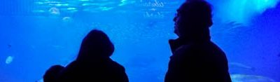 Excursión al Acuario de Sevilla del proyecto de voluntariado académico